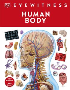 DK EYEWITNESS: HUMAN BODY (HB)
